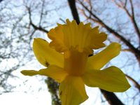 weasterdaffodil