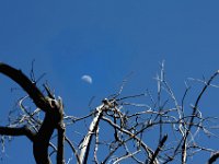 IMG 1296  dead tree with moon