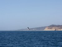 IMG 1788  Bird, water and cliff